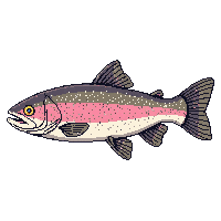Rainbow Trout